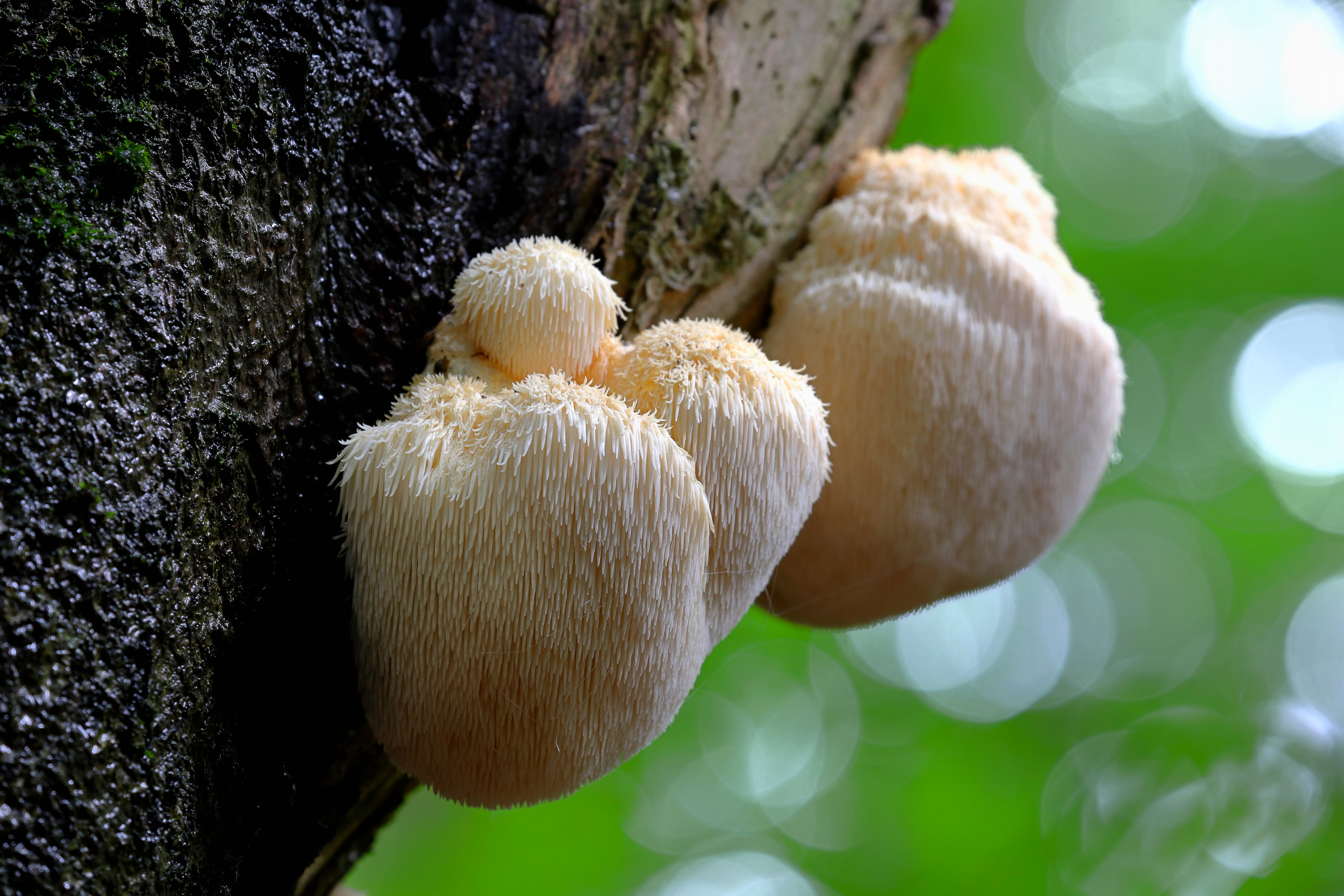 Pilz,Löwe's,Mane,,Hericium,Erinaceus