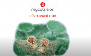 Pstovn hub