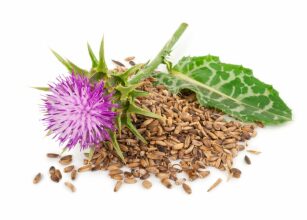 mariendistel-flower-seed